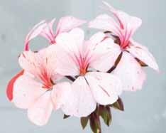 De flesta sorters zonalpelargoner finns representerade bland dvärgpelargonerna: vanliga