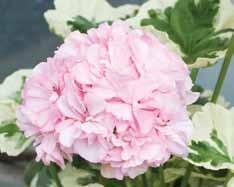 brokbladiga pelargoner.
