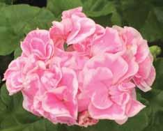 Frou Frou (Vernon s Geranium Nursery 2005) Dubbla blommor,