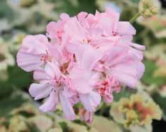 helrosa eller helvita blommor.