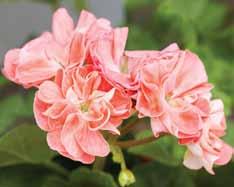 Tor (Tom Portas före 1979) Halvdubbla blommor i ljusrosa