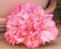 Jip s Banjy (Tony Burgess) Mycket dubbla blommor i vitrosa