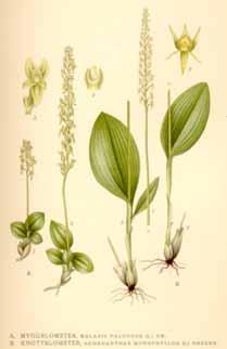 14 ÖVERVAKNING AV RÖDLISTADE KÄRLVÄXTER I JÖNKÖPINGS LÄN, 2002 Myggblomster. Källa: Bilder ur Nordens flora. www.lysator.liu.se/runeberg/nordflor/inneh.