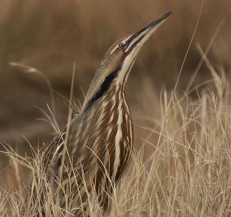 Natura 2000-område Natura 2000-kod Diarienummer Sida 19 av 50 Vad kan påverka negativt Faktorer som kan påverka naturtypen negativt utöver den generella hotbilden: - Bristen på översvämningar är