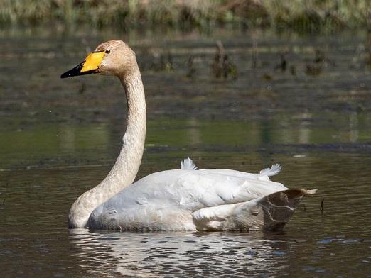Natura 2000-område Natura 2000-kod Diarienummer Sida 20 av 50 I ska minst en hane och en hona häcka årligen. Det ska finnas minst en hektar vass i området av lämplig häckningbiotop.