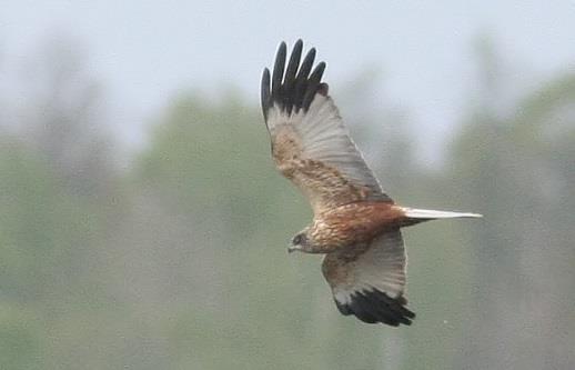 Natura 2000-område Natura 2000-kod Diarienummer Sida 22 av 50 - Salskraken övervintrar ofta i hamnar och liknande områden, vilket medför risk för giftexponering och oljeskador.