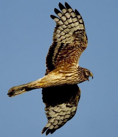 Natura 2000-område Natura 2000-kod Diarienummer Sida 23 av 50 Brun kärrhök har setts i området ganska regelbundet. Bevarandetillståndet anses vara tillfredsställande.