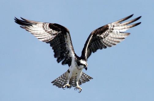 Natura 2000-område Natura 2000-kod Diarienummer Sida 24 av 50 Bevarandetillståndet i området anses vara tillfredsställande då arten regelbundet syns i födosöka i området.