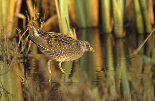 Natura 2000-område Natura 2000-kod Diarienummer Sida 26 av 50 Bevarandestatus och bevarandetillstånd Det svenska beståndet har uppskattats till 12 400 reproducerande individer.