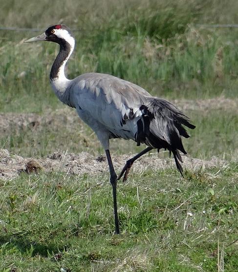 Natura 2000-område Natura 2000-kod Diarienummer Sida 27 av 50 Bevarandestatus och bevarandetillstånd Antalet spelande hanar har under tidsperioden varierat mellan 159 390 stycken och detta motsvarar