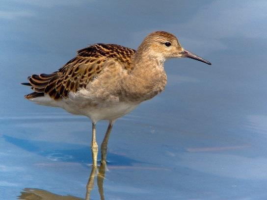 Natura 2000-område Natura 2000-kod Diarienummer Sida 28 av 50 Bevarandestatus och bevarandetillstånd Tranan har ökat markant i antal den senaste 20-årsperioden, speciellt märkbart i Götaland och
