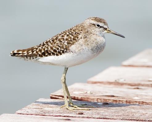 Natura 2000-område Natura 2000-kod Diarienummer Sida 31 av 50 A166 Grönbena, Tringa glareola Artens förekomst i området är fastställd i regeringsbeslut Beskrivning Grönbenans lämpliga