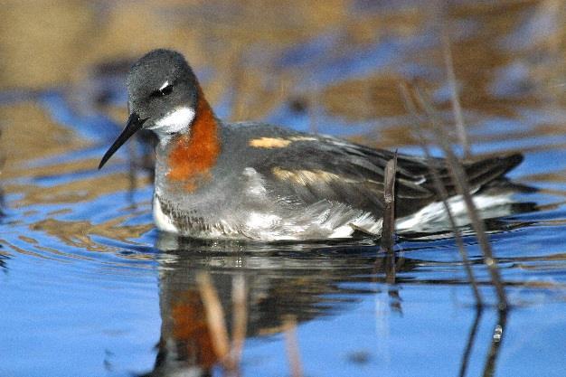 Natura 2000-område Natura 2000-kod Diarienummer Sida 32 av 50 A170 Smalnäbbad simsnäppa, Phalaropus lobatus Artens förekomst i området är fastställd i regeringsbeslut Beskrivning Smalnäbbad simsnäppa