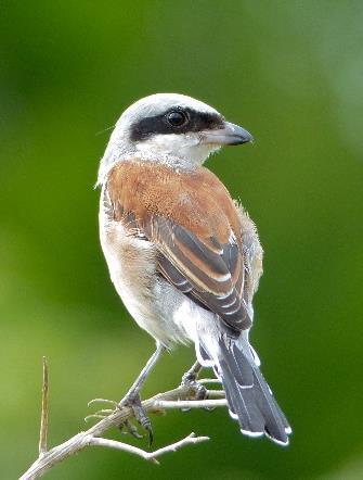 Natura 2000-område Natura 2000-kod Diarienummer Sida 37 av 50 A338 Törnskata, Lanius collurio Artens förekomst i området är fastställd i regeringsbeslut Beskrivning Tillgång på öppna marker (främst