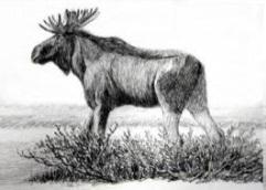 ÄLGJAKTLEDARE JAKTÅRET 2019-2020 (Styrelsens ordförande Nils Björklund 070/633 70 54) Jaktlag Areal Antal jägare 2018(2017) Bjus 5288 ha 21 (19) Hans Ruste 070/240 01 03 Ordinarie jaktledare Vice