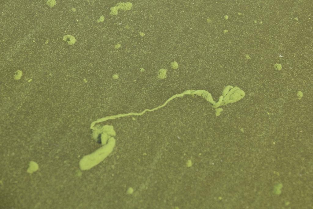 An unusally heavy and long-lasting bloom of cyanobacteria