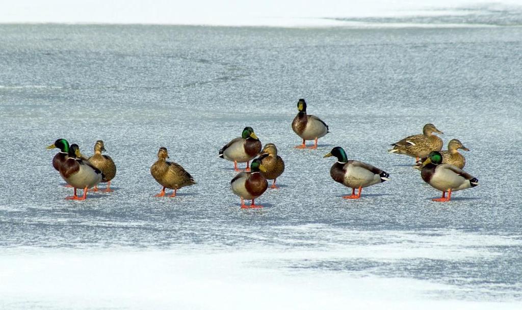 Ringsjön Nationellt Figur 18. En flock gräsänder Gräsänderna i Ringsjön följer också den nationella trenden både före och efter biomanipuleringen (figur 19).