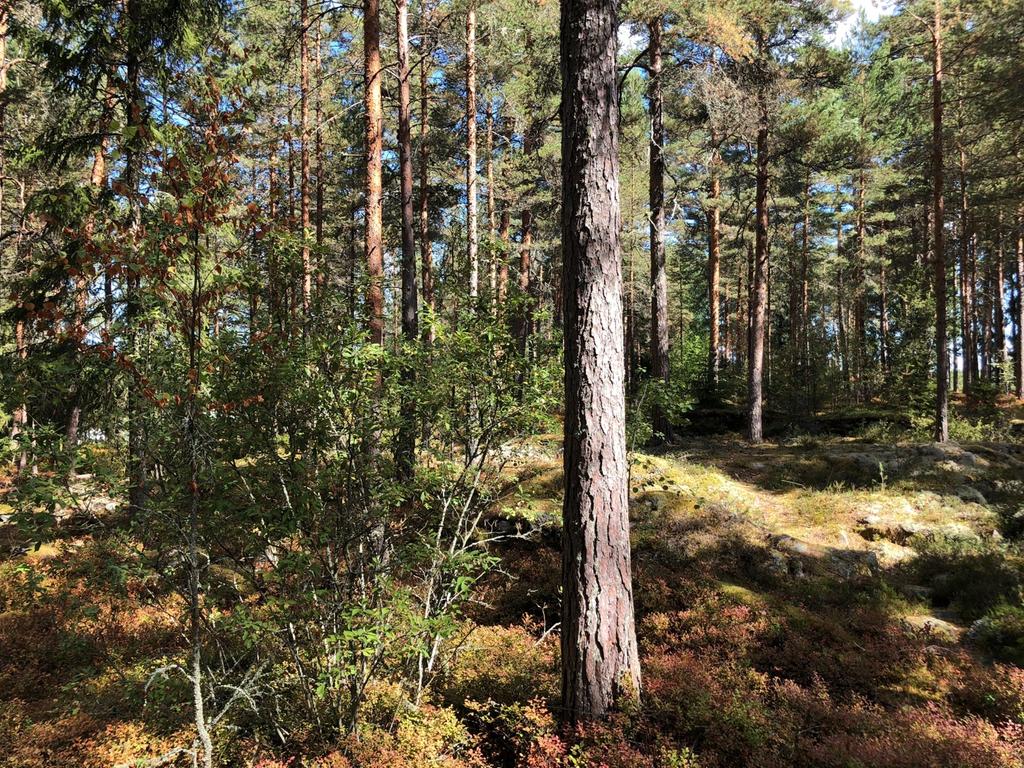 Delområde 2. Tallskog med undervegetation av löv. Foto: Olle Kvarnbäck Delområde 3: Skogen i nordväst Beskrivning: Ett äldre skogsparti i nordvästra hörnet av inventeringsområdet.