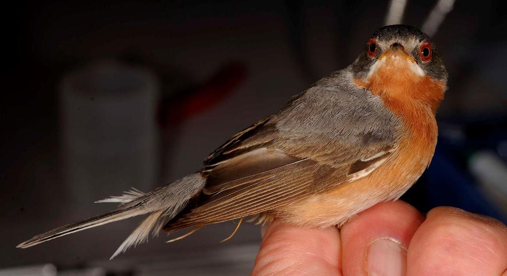 Rostsångare ringmärkt vid Sundre fågelstation den 28 maj 2018 Den 28 maj plockades en fågel ur näten i Sundre som först antogs vara en rödstrupig sångare (Sylvia cantillans).