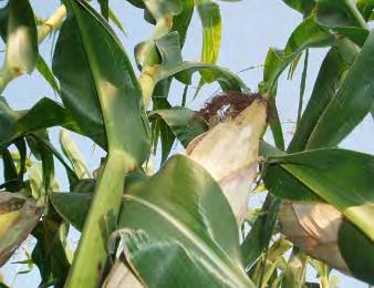 Cont. Corn Tillage Study - UMN Tillage treatments: MBP (Moldboard Plow) Rip (Disc-ripped) ST (Strip Tillage)