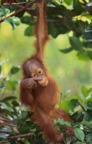 Du kommer att besöka räddningscenter för orangutanger där du får gå bakom kulisserna och möta
