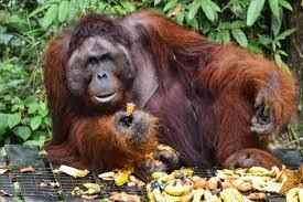 Dag 2: Semenggoh Orangutan Centre. Efter frukost beger vi oss till Semenggoh Orangutan Centre där du har en chans att se orangutanger som lever i vad vi kallar halvvilt tillstånd.