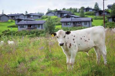 Motionsbingo i Tänndalen Tisdagar kl 18.00-19.30 Start vid Tänndalens Bygdegård. Fika ingår.