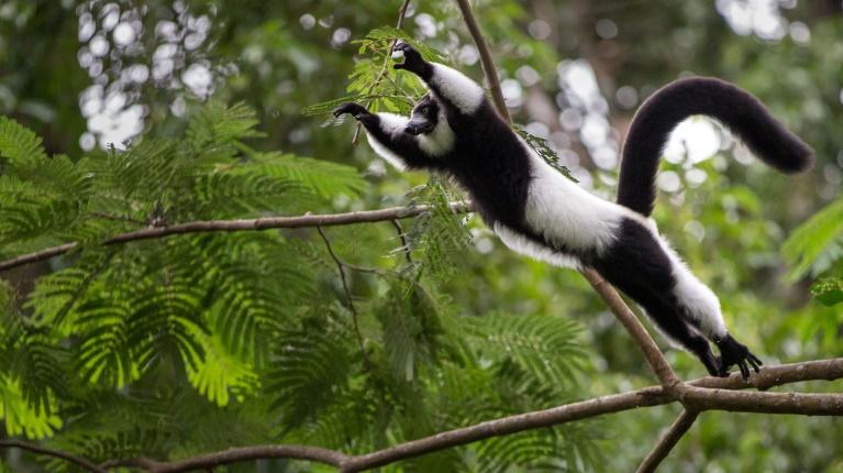 av mossor och epifyter. Mellan de trädliknande ormbunkarna spanar vi efter den största av lemurerna, indri-indri, som når den imponerande höjden av en meter.