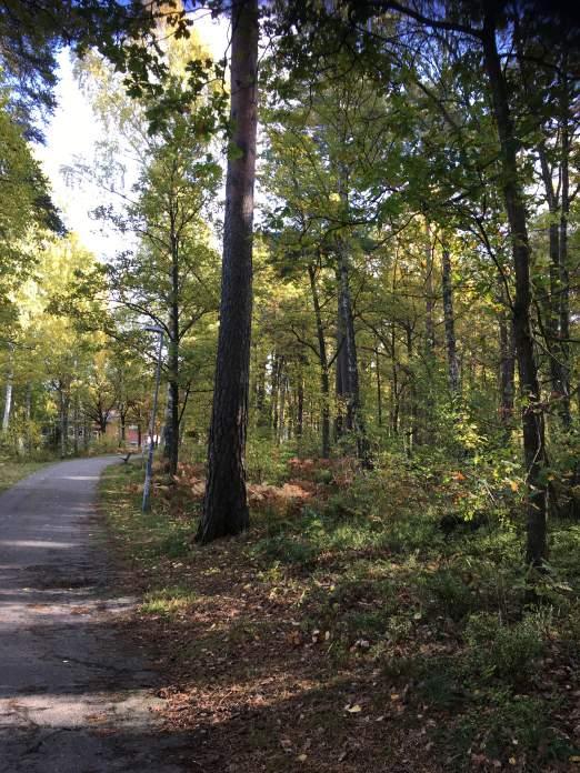 Bilaga 2 Objektförteckning NVI Naturvärdesobjekt nr 1 Naturvärdesklass Naturtyp Biotop Biotopvärde Artvärde 4 Visst Skog och träd Blandskog Visst biotopvärde Obetydligt artvärde Motivering