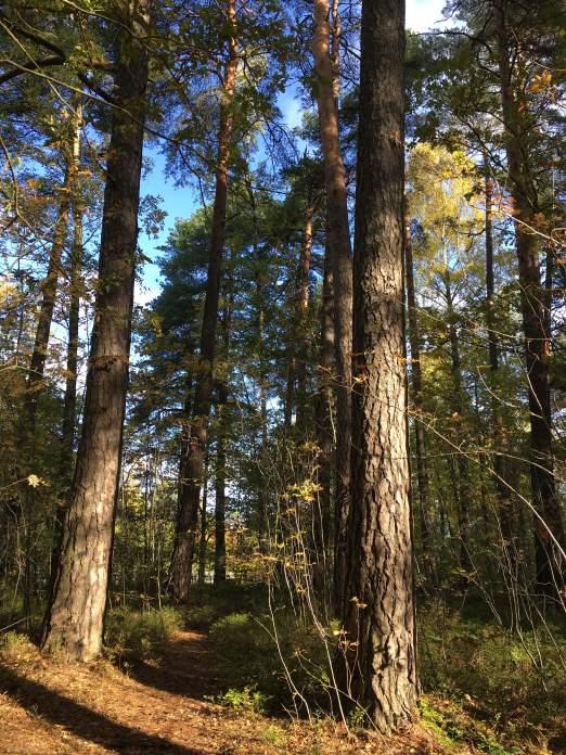 Naturvärdesobjekt nr 2 Naturvärdesklass Naturtyp Biotop Biotopvärde Artvärde Påtagligt Skog och träd Tallskog Visst Visst Motivering naturvärdesklass Flerskiktig tallskog. Flera naturvårdsarter.