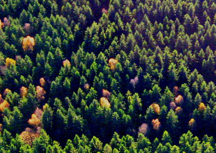Rapport från delprojekten Skogens skötsel Skötsel av blandskogar med gran och björk Projektledare: Nils Fahlvik, Institutionen för sydsvensk skogsvetenskap. SLU.