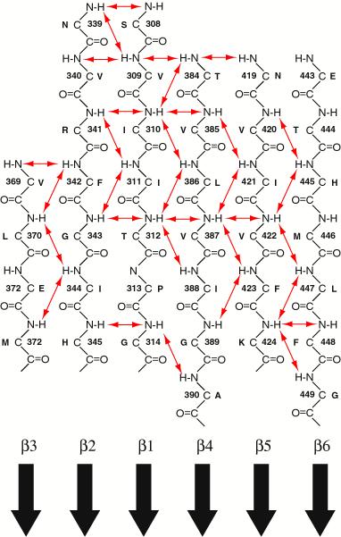 Sekundärstrukturelement a-helix 3 10 -helix b-sträng parallell anti-parallell b-turn type I,I, II, II, Analys av sekundärstruktur b1' b2' a1 b1 a2 b2 300 290 310 320 330 340 E A I A T V Q E V G H R E