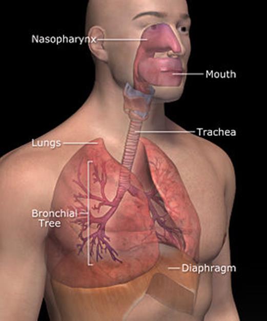Epidemiologi astma och rinit Allergisk rinit 20-30% Icke allergisk rinit 20% Astma 8% Allergisk rinit vid
