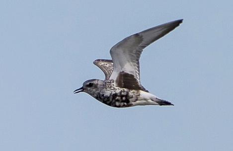 Adult kustpipare visar armhålan vid Ödsmåls kile, Kungälv 17 augusti 2013. Foto: Björn Dellming Mosnäppa Calidris temminckii Under vårsträcket sågs arten på sju lokaler mellan 6 och 28 maj.