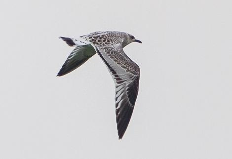 Ung svarthuvad mås vid Källsby kile, Stenungsund 28 juli 2013. Foto: Björn Dellming förhållandevis låga siffrorna i augusti september.