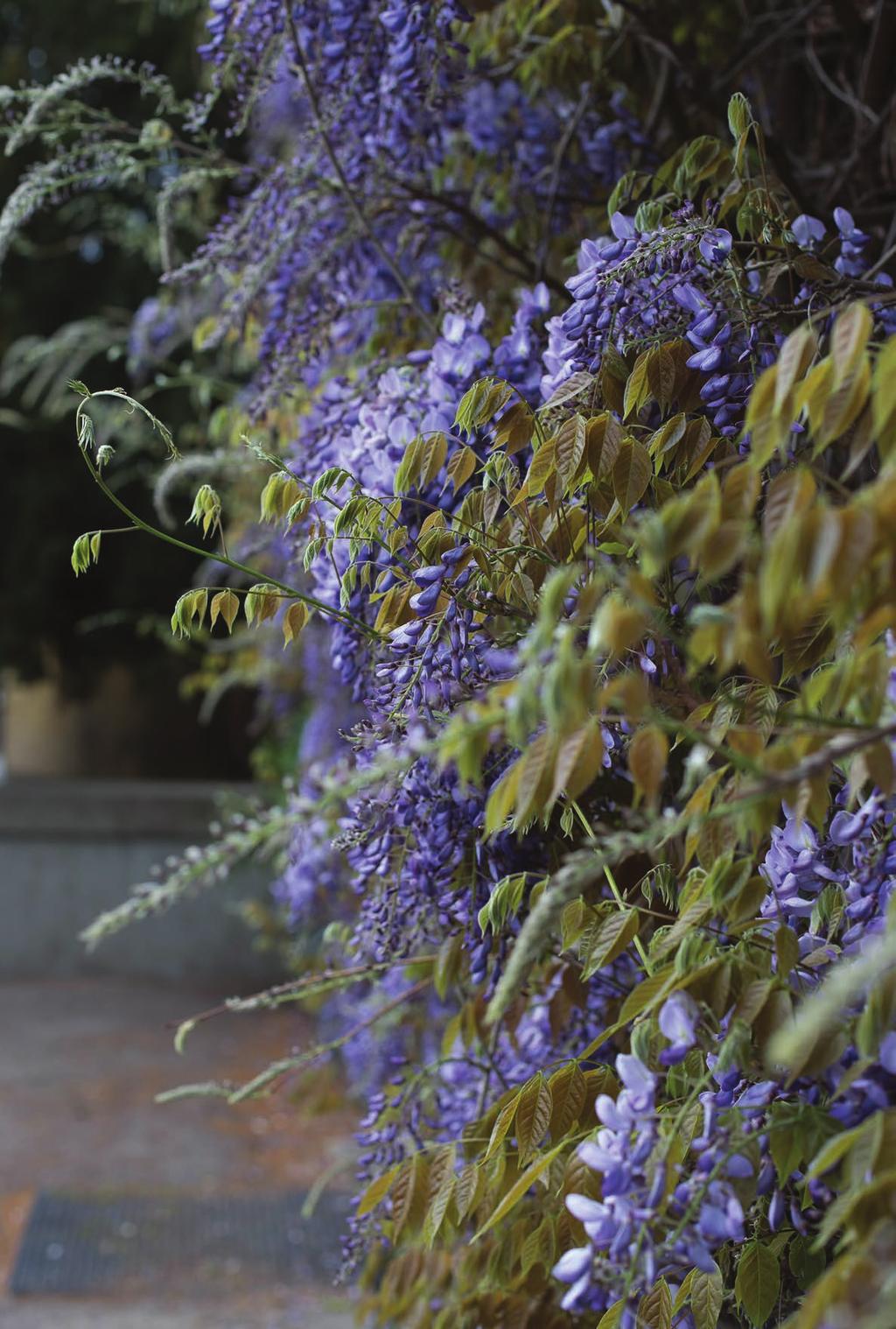 218 Wisteria sinensis.