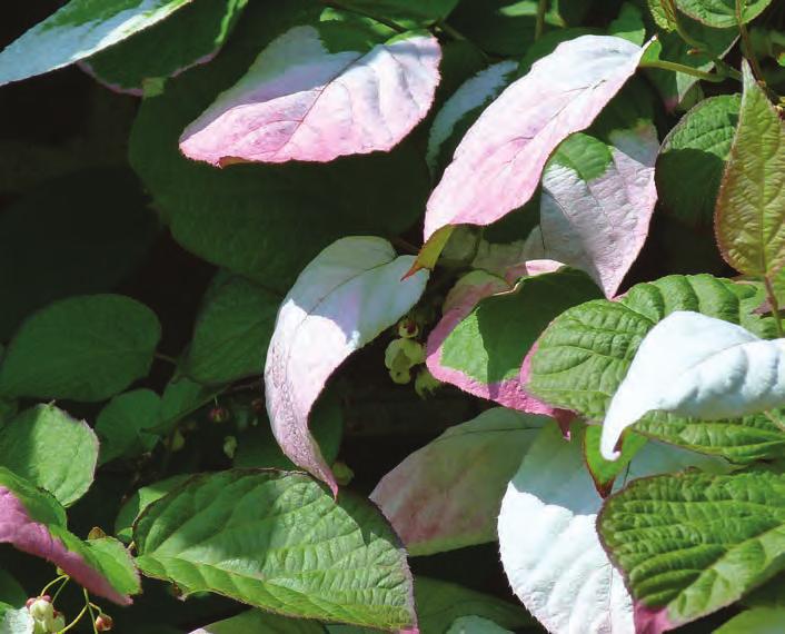 Actinidia kolomikta kameleontbuske Iögonfallande kiwisläkting som ger frodig grönska.