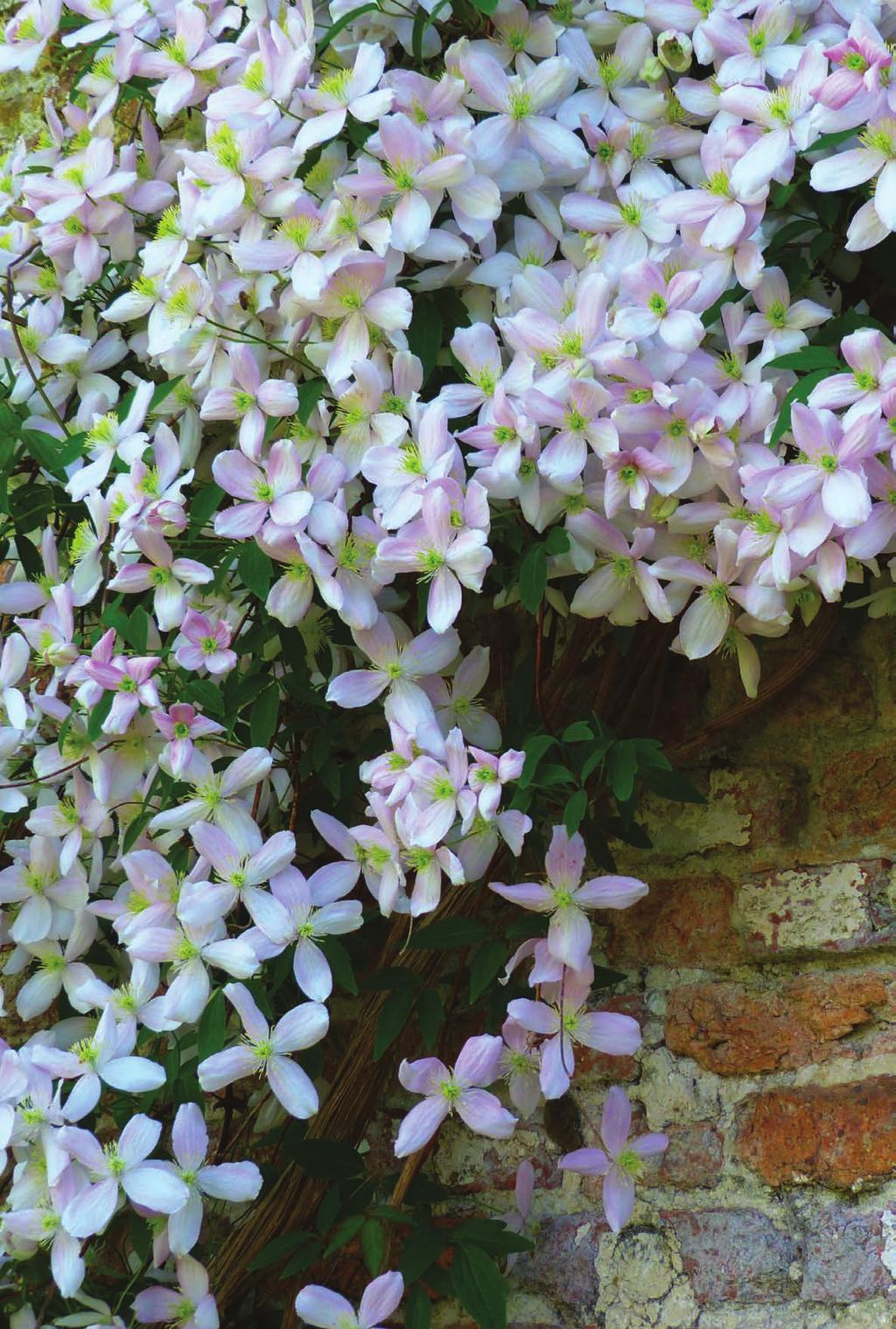 210Clematis montana var. rubens.