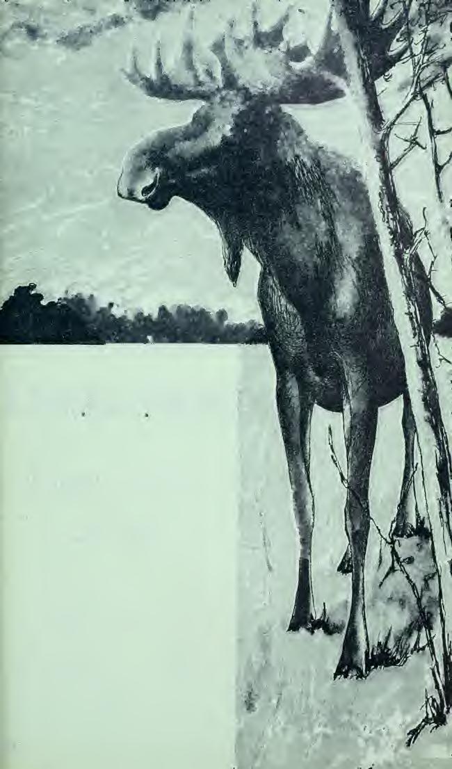 Fauna och