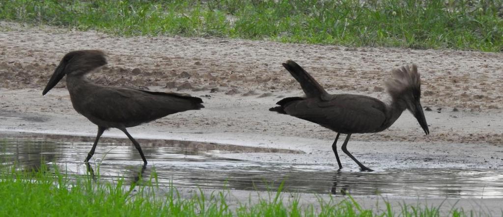 37 Hamerkop Scopus umbretta umbretta (Skuggstork) 1 Delta camp 3.1, 5 Delta camp 4.1, 2 Sango Safari Camp 5.1, 6 Sango Safari Camp 6.1, 5 Sango Safari Camp 7.1 och 3 Chobe NP 8.1. Observerad 8 dagar totalt Hamerkop.