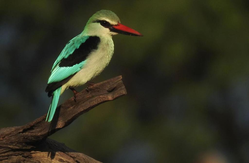 111 Broad-billed Roller Eurystomus glaucurus suahelicus (Gulnäbbad blåkråka) 2 Delta camp 4.1, 2 Delta camp 5.1, 3 Sango Safari Camp 5.1, 7 Sango Safari Camp 6.1, 8 Sango Safari Camp 7.