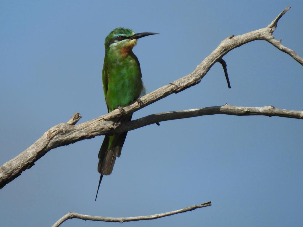 1 och 2 Chobe Elephant Camp 10.1 214 Black-throated Canary Crithagra atrogularis semideserti (Svartstrupig siska) 15 Chobe NP 9.