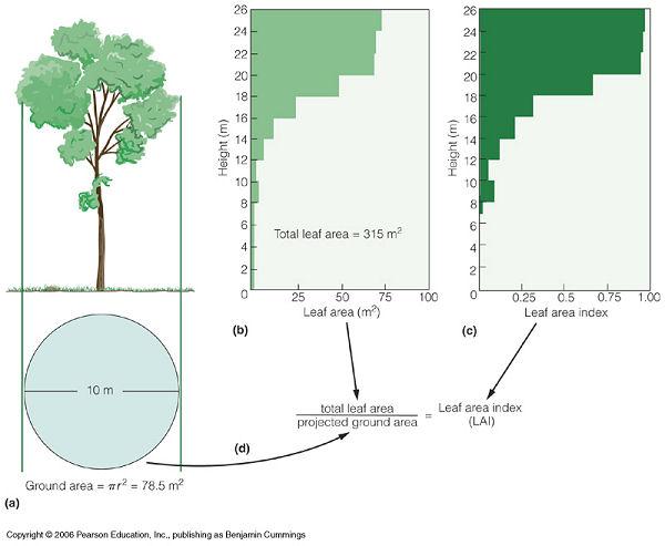 Leaf area index = LAI = m2