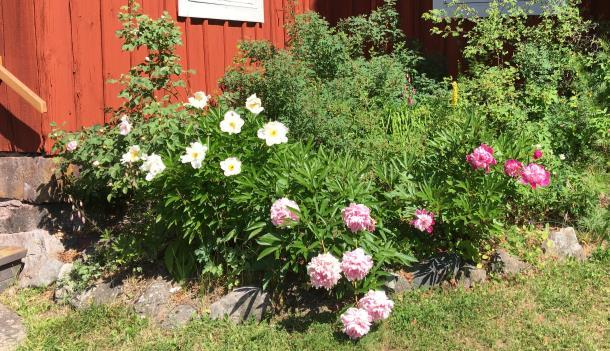 1. Inledning 1.1. Bakgrund En sortimentsanalys av en äldre plantskolas priskuranter från mitten/slutet av 1800-talet till ungefär mitten av 1900-talet kan ge en bild av vad som såldes och planterades