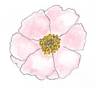 Tredelade och flikiga blad med sträva bladkanter Övervintringsknoppar Klotrunda knoppar Ståndare Pistill Tjocka rötter för lagring Figur 3 Luktpionens olika delar. Illustration: My Ottosson.