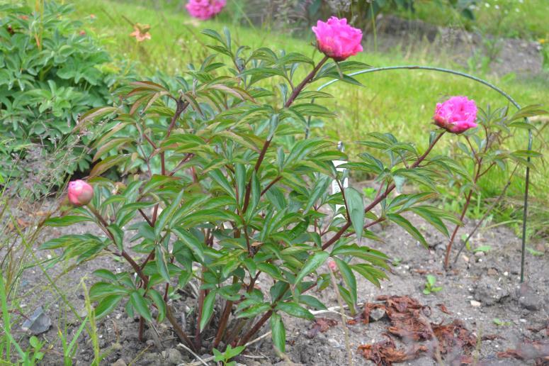 6.2. Den rosa luktpionen Den andra luktpionen har fyllda blommor med en rosa