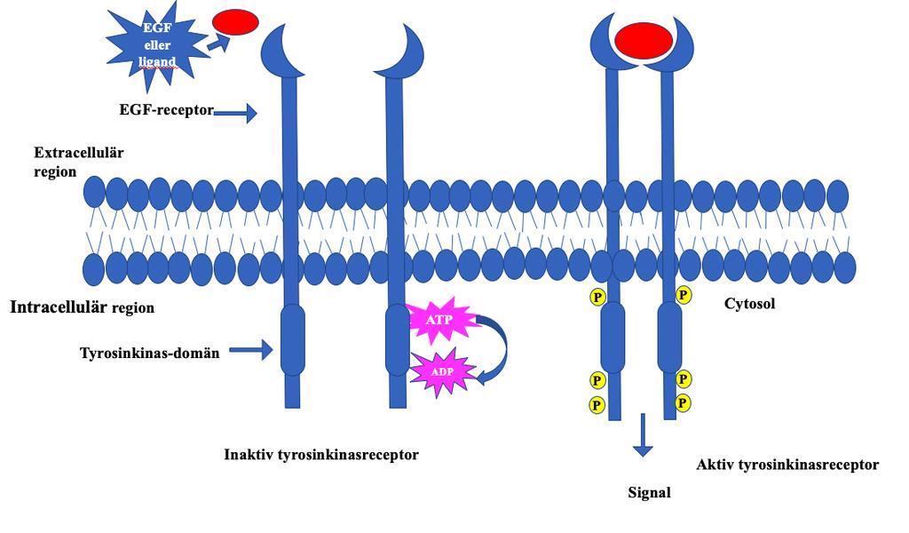 Figur 1: EGFR-tyrosinkinas struktur. Bindning av extracellulära ligander aktiverar tyrosinkinasdomänen i cytosolen vilket leder till fosforyleringen och aktiveringen av EGFRsignaleringsvägar. 2.