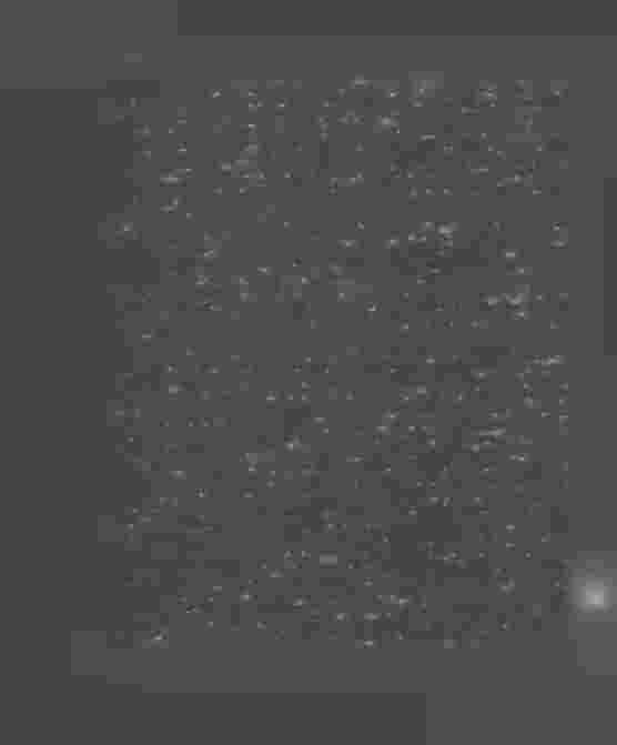8 af nämnda uppgift i husförhörsboken å klagandens flyttningsbevis orden»icke absolvera^».