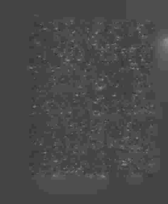 24 syningsmannen vid Sundsvalls kronohäkte, borgmästaren R.