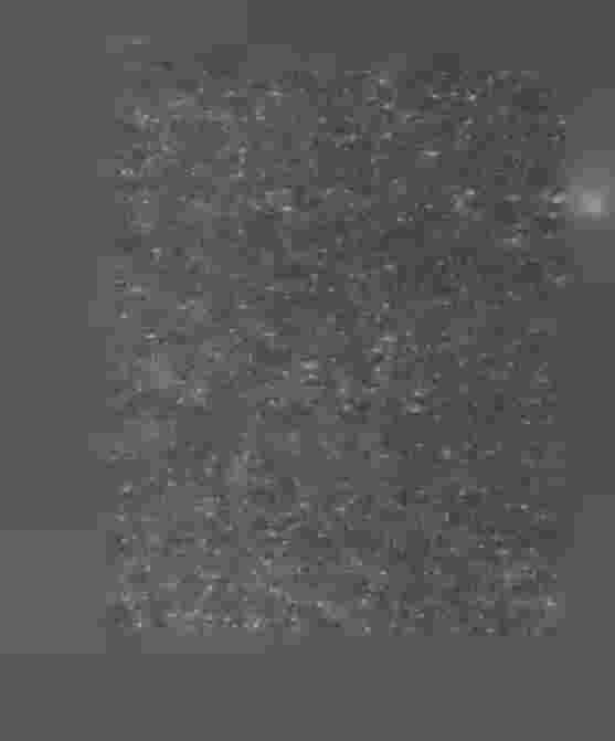 42 protokollen vid förhören i poliskammaren, hvaraf enligt Bergmans förmenande otvetydigt framginge, att beslutet varit lagligen grundadt.
